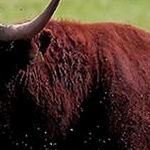 IMG_6843  Taureau et garde boeuf